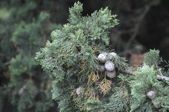 Cupressus sempervirens