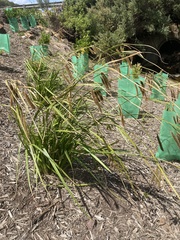 Carex fascicularis