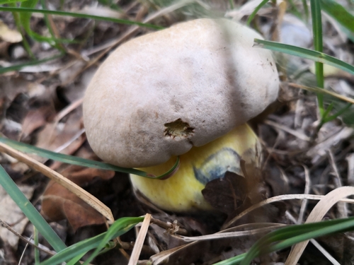 Rooting Bolete