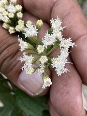 Ageratina riparia