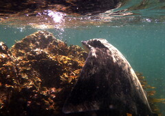 Myliobatis tenuicaudatus