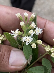 Ageratina riparia