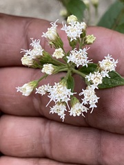 Ageratina riparia