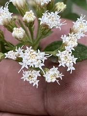 Ageratina riparia