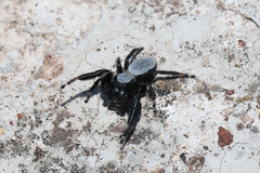 Phidippus octopunctatus