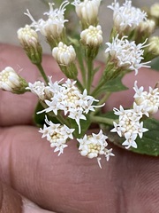 Ageratina riparia