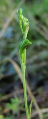Pterostylis