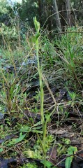 Pterostylis