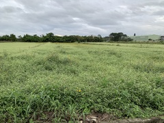 Alternanthera ficoidea