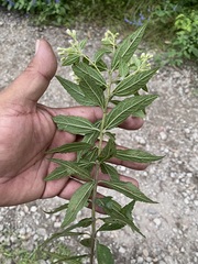 Ageratina riparia