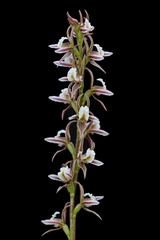 Prasophyllum basalticum