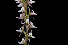 Prasophyllum basalticum