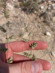 Eragrostis echinochloidea