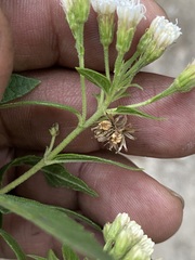 Ageratina riparia