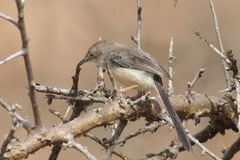 Prinia rufifrons