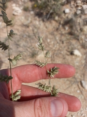Eragrostis echinochloidea