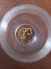 Parabuthus planicauda