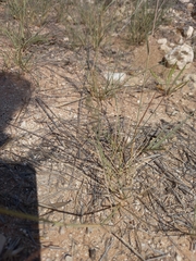 Eragrostis echinochloidea