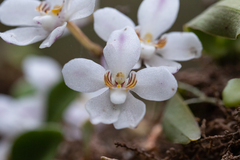 Sarcochilus falcatus