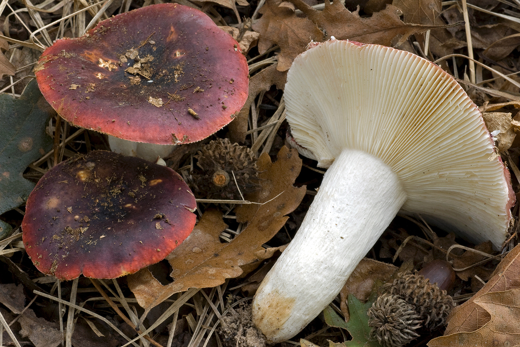 Purple Brittlegill