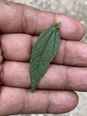 Ageratina riparia