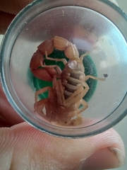 Parabuthus planicauda