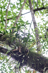 Dendrobium gracilicaule