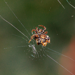 Gasteracanthinae