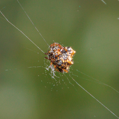 Gasteracanthinae
