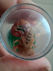 Parabuthus planicauda