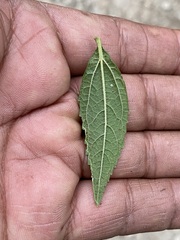 Ageratina riparia