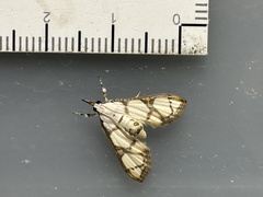 Cirrhochrista caconalis