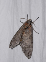 Psilogramma casuarinae