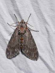 Psilogramma casuarinae