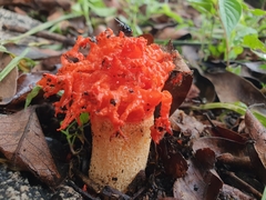 Lysurus corallocephalus