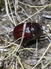 Pentodontini