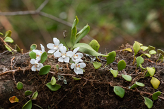 Sarcochilus falcatus