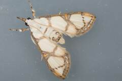 Cirrhochrista caconalis