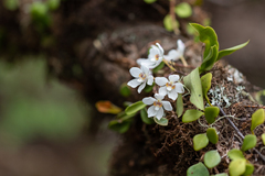 Sarcochilus falcatus