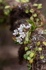 Sarcochilus falcatus
