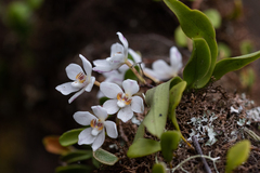 Sarcochilus falcatus