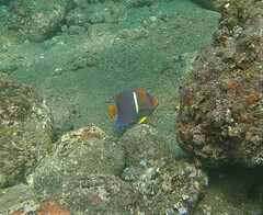 Holacanthus passer