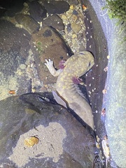 Dicamptodon aterrimus