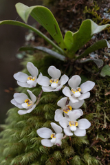 Sarcochilus falcatus