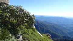 Eucalyptus pauciflora niphophila