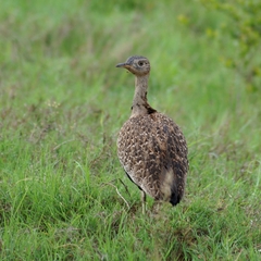 Eupodotis ruficrista