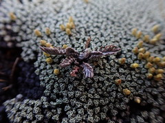 Leptinella conjuncta