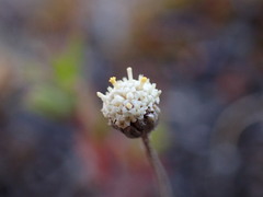 Leptinella conjuncta