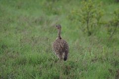 Eupodotis ruficrista