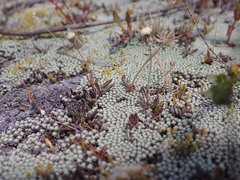 Leptinella conjuncta